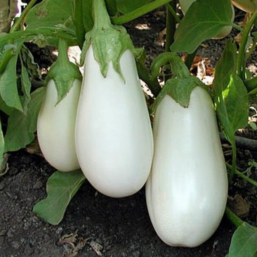 ΜΤ 7008 Casper - Μελιτζάνα - Solanum melongena