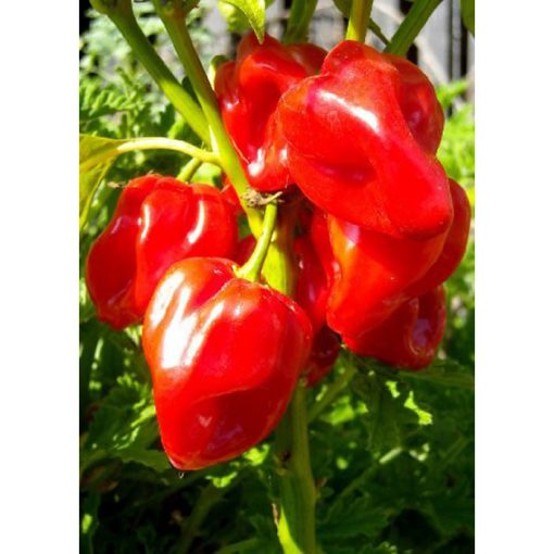 13506 Habanero Antilles Red - Capsicum chinense