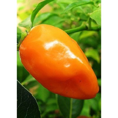13517 Habanero Orange - Πιπεριά Τσίλι - Capsicum chinense