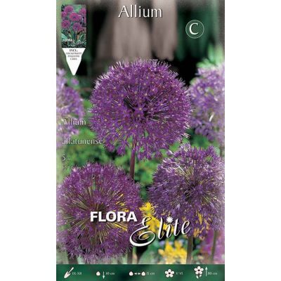 425608 Allium - Αλλιουμ Alfatunense