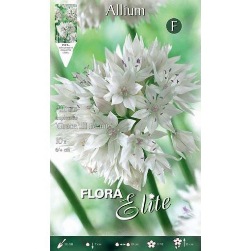 789175 Allium Gracefull Beauty