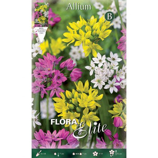 803390 Allium - Αλλιουμ Mixed