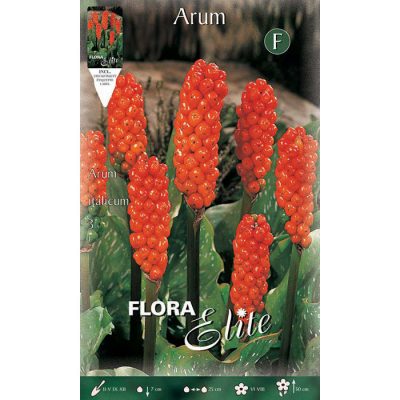 806476 Arum Italicum