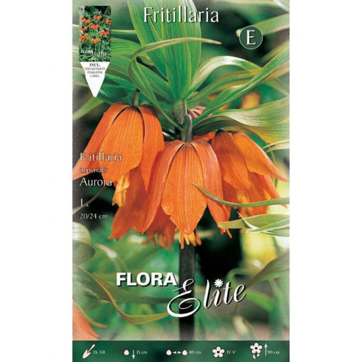 457807 Fritillaria Imperialis Aurora