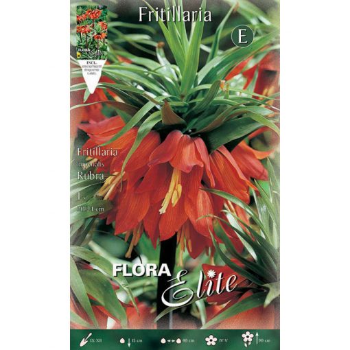 456404 Fritillaria Imperialis Rubra
