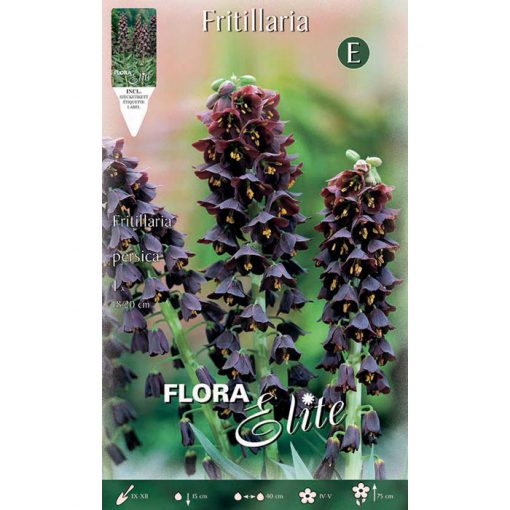 459207 Fritillaria - Φριτιλλάρια Persica Adiyaman