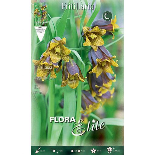 694059 Fritillaria - Φριτιλλάρια Uva Vulpis