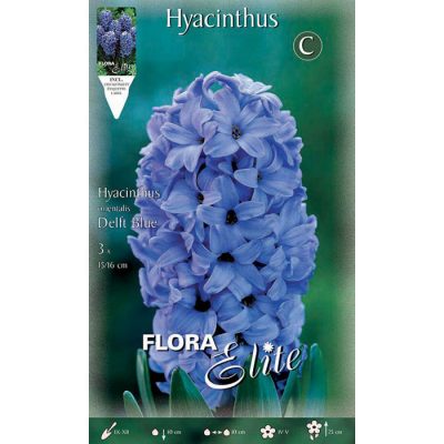 109904 Hyacinthus - Ζουμπούλι Delft Blue