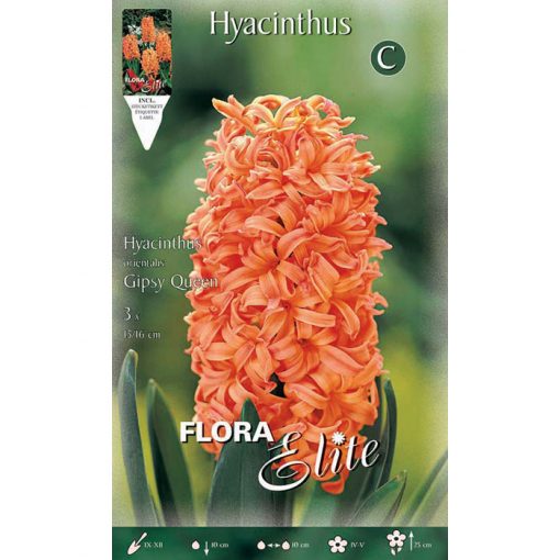112843 Hyacinthus - Ζουμπούλι Gipsy Queen
