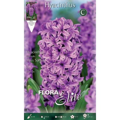791741 Hyacinthus - Ζουμπούλι Miss Saigon