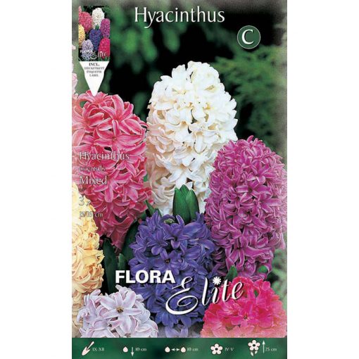 134401 Hyacinthus - Ζουμπούλι Mixed