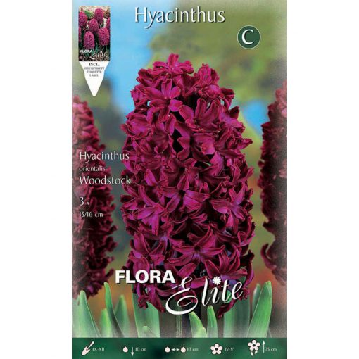 690204 Hyacinthus Woodstock