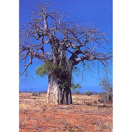 12302 Adansonia digitata - Baobab - Monkey bread tree