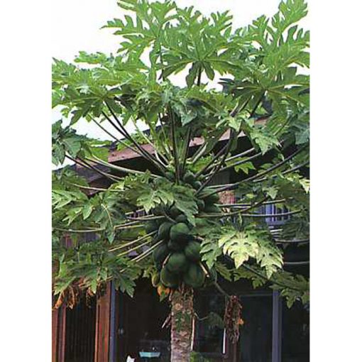 12327 Carica papaya - Παπάγια