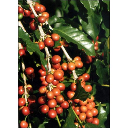 12330 Coffea arabica nana - Κοφέα - Καφεόδεντρο - Καφές Αραβικός