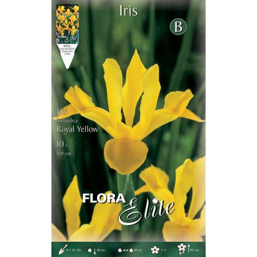 832093 Iris Royal Yellow