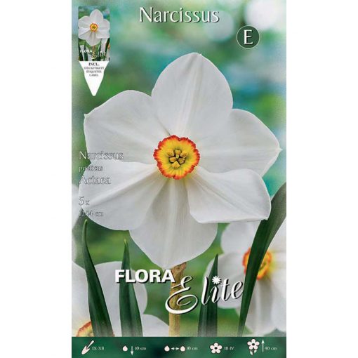 300301 Narcissus Actaea