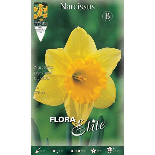 307300 Narcissus - Νάρκισσος Carlton