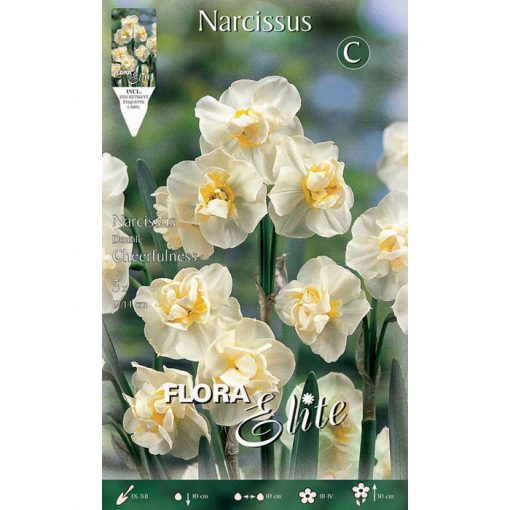 310805 Narcissus - Νάρκισσος Cheerfulness