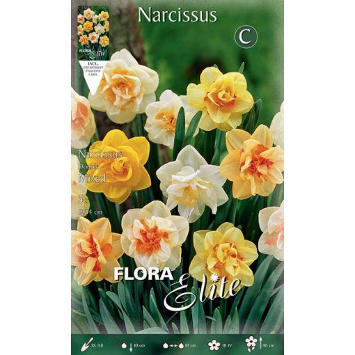 398308 Narcissus Double Mixed