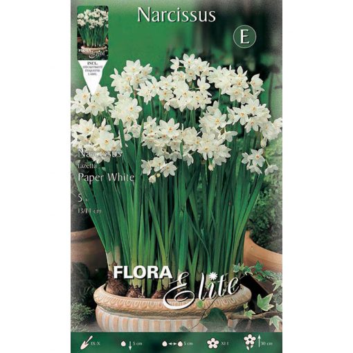 363306 Narcissus Paper White