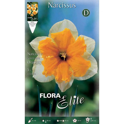 359804 Narcissus Split Orangery