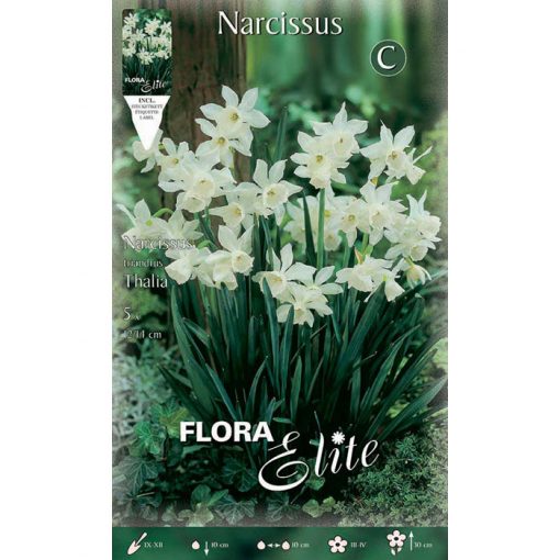 384301 Narcissus - Νάρκισσος Thalia