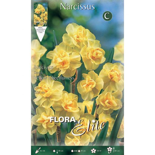 387807 Narcissus Yellow Cheerfulness