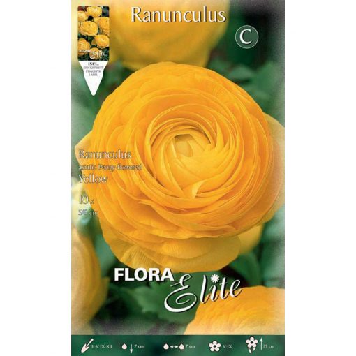 517679 Ranunculus Yellow