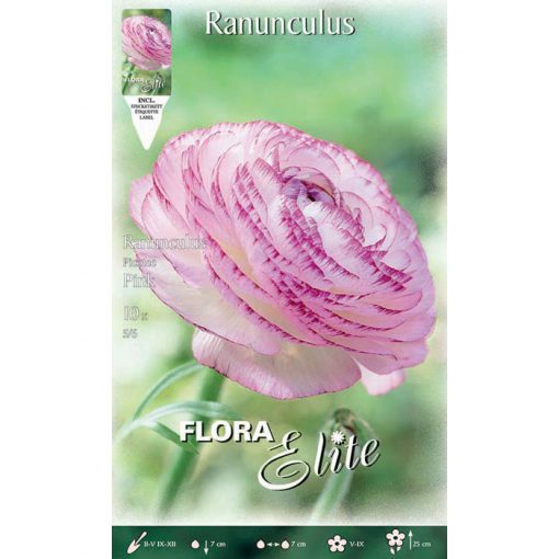 792182 Ranunculus Pink