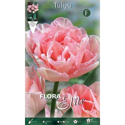 200908 Tulipa – Τουλίπα Angelique