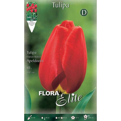 201608 Tulipa – Τουλίπα Apeldoorn