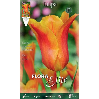 792328 Tulipa – Τουλίπα Ballerina