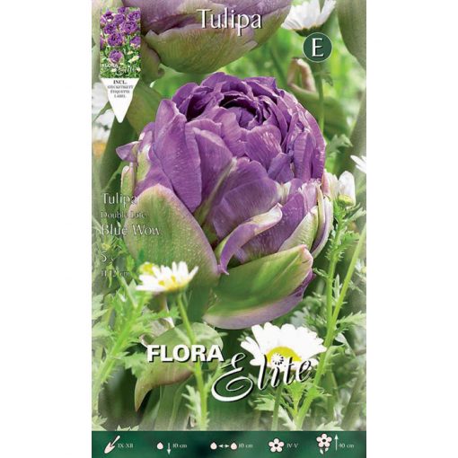 788345 Tulipa – Τουλίπα Blue Wow