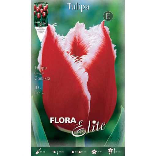 791819 Tulipa – Τουλίπα Canasta