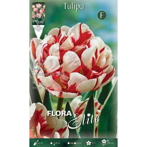 786358 Tulipa – Τουλίπα Carnaval de Nice