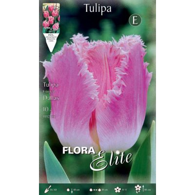 518430 Tulipa – Τουλίπα Dallas