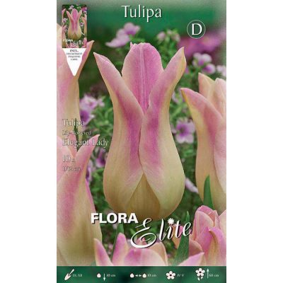 792335 Tulipa Elegant Lady
