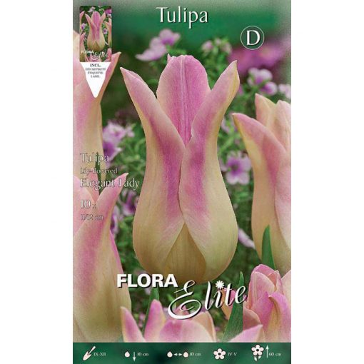 792335 Tulipa – Τουλίπα Elegant Lady