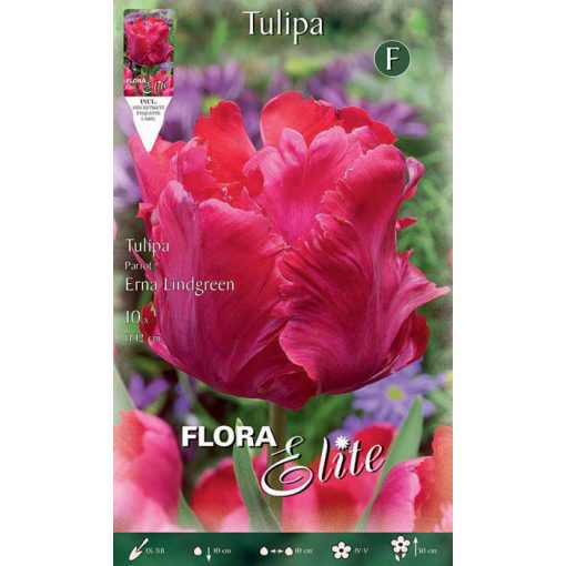 792366 Tulipa Erna Lindgreen