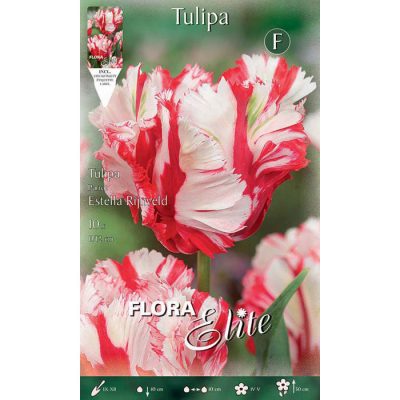 691119 Tulipa Estella Rijnveld