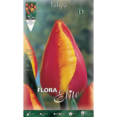 690273 Tulipa - Τουλίπα Flair