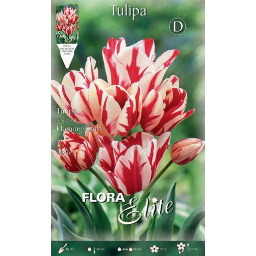 789120 Tulipa – Τουλίπα Flaming Club
