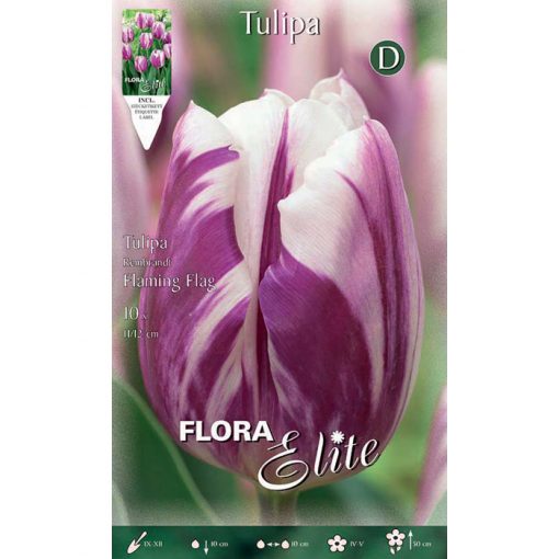 791864 Tulipa - Τουλίπα Flaming Flag