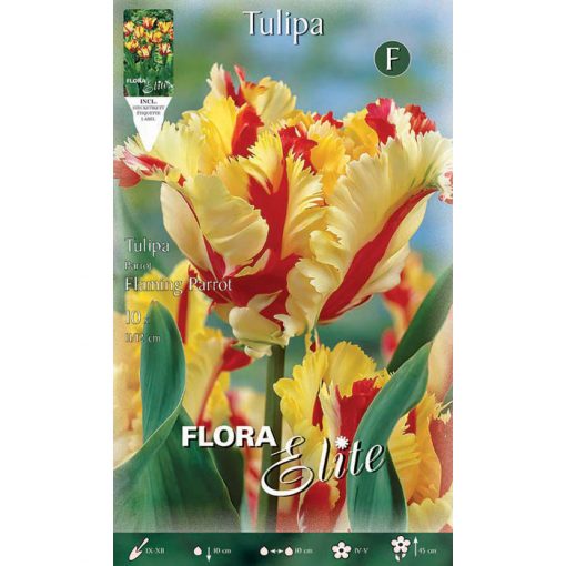 256202 Tulipa – Τουλίπα Flaming Parrot