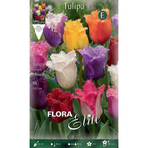 267055 Tulipa – Τουλίπα Fringed Mixed