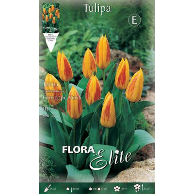 220500 Tulipa – Τουλίπα Giuseppe Verdi