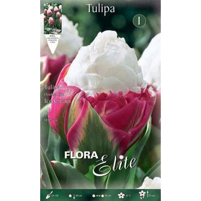 517457 Tulipa – Τουλίπα Ice Cream