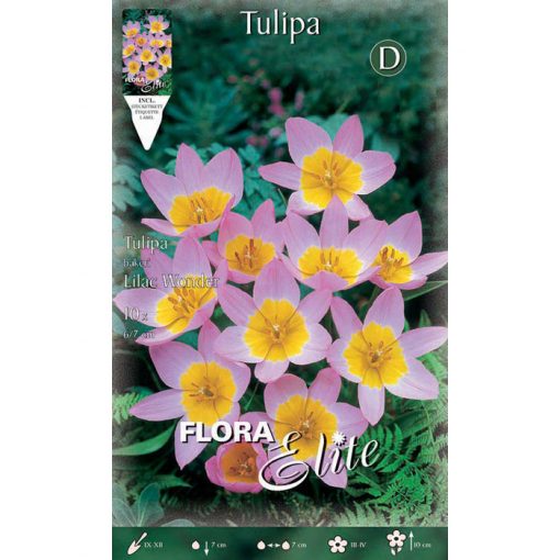 230448 Tulipa Lilac Wonder