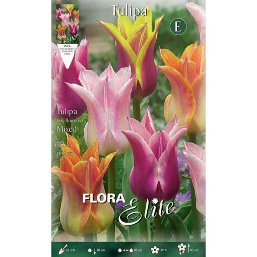 267406 Tulipa Lily Flowered Mixed